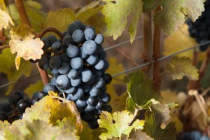 Bloom on grapes in vineyard. Photo Copyright 2012 Valerie Stride