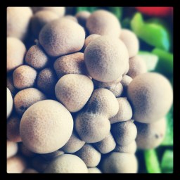 Mushrooms Photo Copyright © Valerie Stride